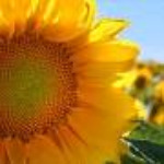 sunflower thumb 150x150